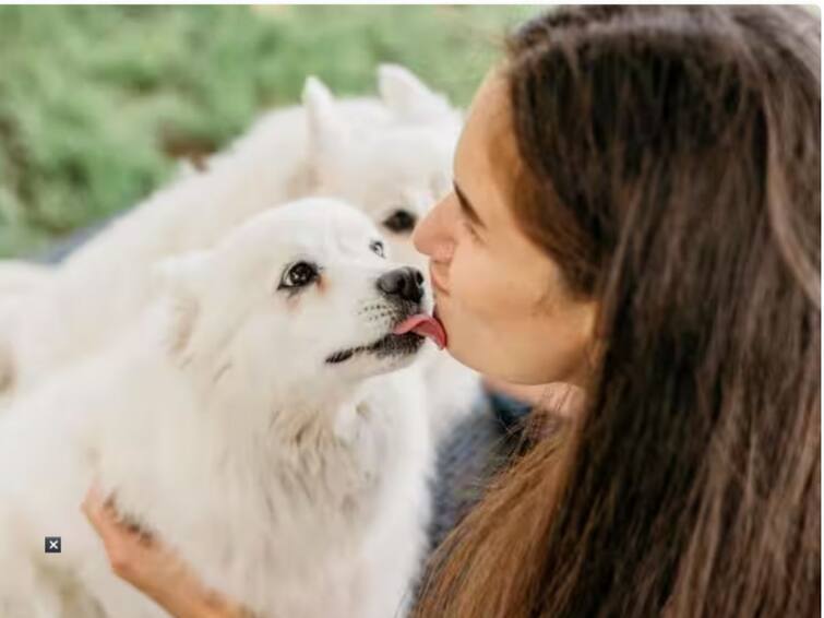 Is it okay to kiss your pet know about it The risk of animal borne diseases is small  but real Pet Animals: पाळीव प्राण्याचे चुंबन घेण्यानं होऊ शकतात गंभीर आजार; घ्या ही काळजी
