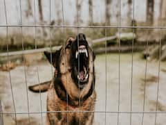 14-Year-Old Ghaziabad Boy Hides Dog Bite From Parents, Dies Of Rabies A Month Later