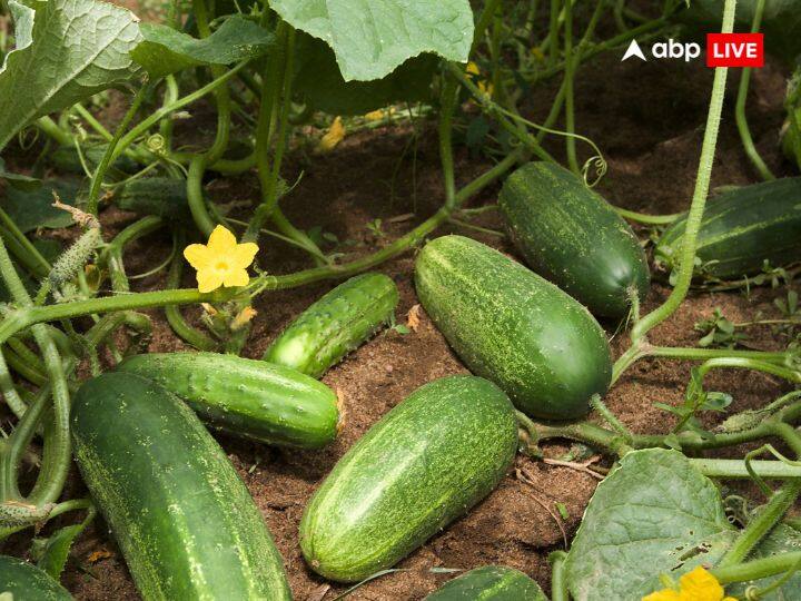 जिस तरह से माता के गर्भ से बाहर आने के बाद बच्चे को नाल से अलग कर दिया जाता है उसी प्रकार डंठल वाले खीरे को ठंडल से अलग कर दिया जाता है. इस प्रक्रिया को नाल छेदन कहा जाता है.