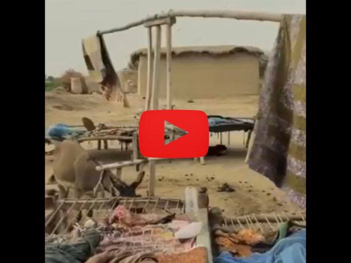 viral video of Desi jugad fan was made with the help of donkey and bedsheet pakistan video गधे और चादर की मदद से बना लिया पंखा, ऐसा देसी जुगाड़ देख झन्ना जाएगा माथा- देखें ये वायरल वीडियो