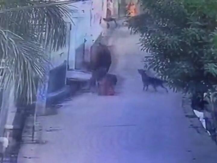 Gautam Buddh Nagar bull attacked on 8 year old girl During going to school Greater Noida authority UP News: ग्रेटर नोएडा में स्कूल जा रही 8 साल की बच्ची पर सांड ने किया हमला, इलाज जारी, अथॉरिटी पर लगा ये आरोप