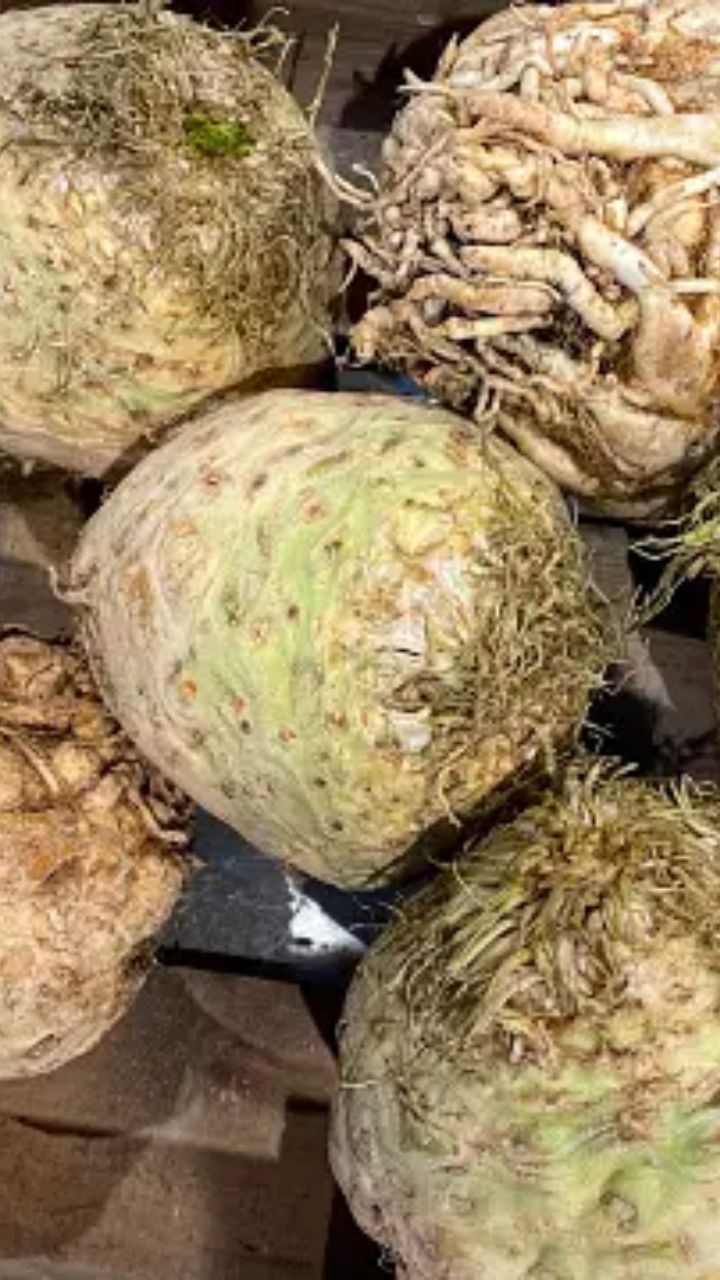 செலரியாக் வேர் - செலரி வேர், கேரட் குடும்பத்தை சார்ந்தது