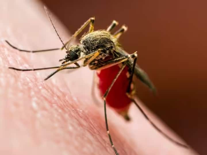 Health Tips dengue these 5 protective measures to keep your child safe from this mosquito disease marathi news Health Tips : तुमच्या मुलांना डेंग्यूपासून दूर ठेवायचंय? 'या' टिप्स फॉलो करा; रोगापासून सुरक्षित ठेवा