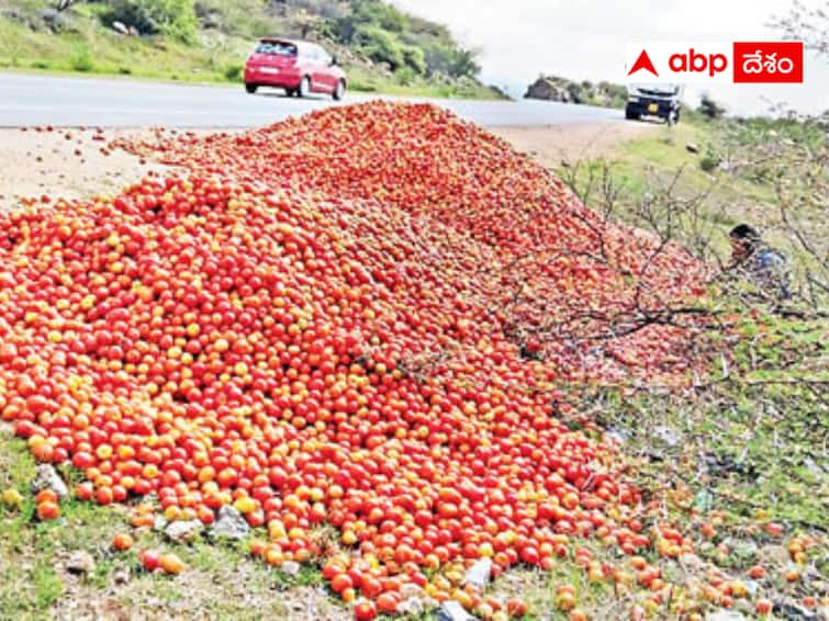 Tomato prices have fallen drastically. Tomoto Price : ఇప్పుడు టమోటా ధర ఎంతో తెలుసా ?  -  ఇంత ఘోరమా ?