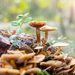 Mushroom Side Effects: ਮਸ਼ਰੂਮ ਖਾਣ ਦੇ ਸਾਈਡ ਇਫੈਕਟਸ, ਕਿਵੇਂ ਸਰੀਰ ਨੂੰ ਪਹੁੰਚਾਉਂਦੀ ਨੁਕਸਾਨ
