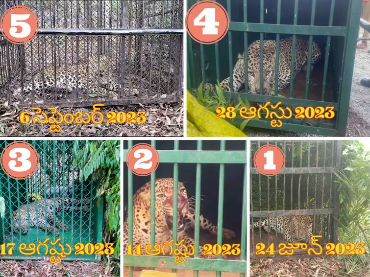 TTD officials captured five leopards within 70 days- Devotees are doubting how many more Cheetahs in Tirumala forest area 1, 2, 3, 4, 5, కౌంట్ పెరుగుతుందా? ఇక్కడితో ముగుస్తుందా? తిరుమల భక్తుల్లో తొలగని భయం!