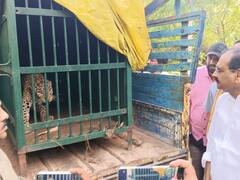 తిరుమలలో ఐదో చిరుతను బంధించిన అధికారులు- వచ్చి చూసిన టీటీడీ ఛైర్మన్‌ భూమన