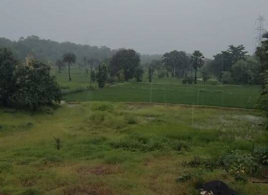 गेल्या पंधरा दिवस पाऊसच नसल्याने जिल्ह्यातील भात शेती संकटात सापडली होती