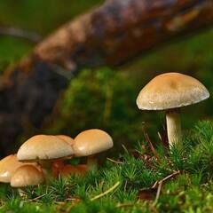 Mushroom Side Effects: ਮਸ਼ਰੂਮ ਖਾਣ ਦੇ ਸਾਈਡ ਇਫੈਕਟਸ, ਕਿਵੇਂ ਸਰੀਰ ਨੂੰ ਪਹੁੰਚਾਉਂਦੀ ਨੁਕਸਾਨ