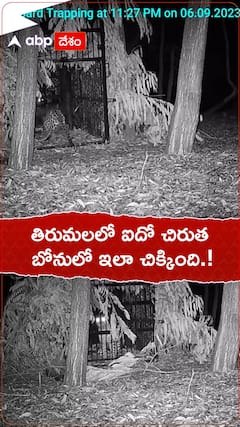 తిరుమలలో ఐదో చిరుత బోనులో చిక్కింది ఇలా.!