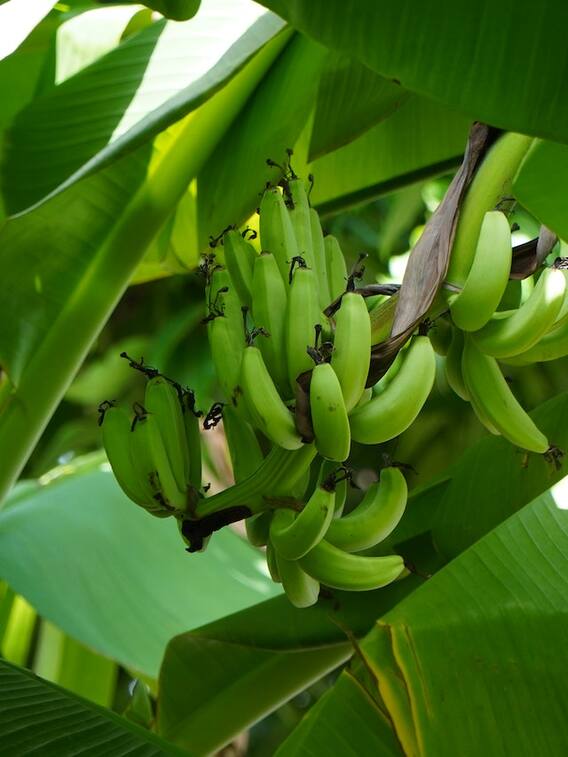 ​केले की खेती पर सरकार दे रही इतने हजार रुपये