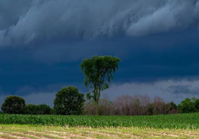 आज सुरू झालेला पावसाने ह्या भात पिकाला जीवदान मिळणार आहे. त्यामुळं शेतकरी आनंदी आहेत.