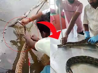 Bhandara News:  भंडाऱ्यात मासोळी पकडायच्या जाळ्यात अडकले तीन अजगर, ग्रीन फ्रेंड्स नेचरच्या सर्पमित्रांनी दिलं जीवनदान