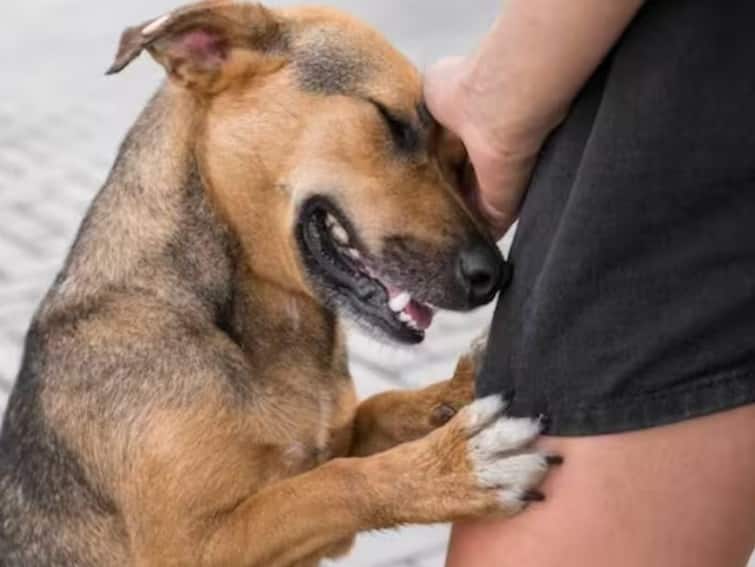 Dog bite Can rabies cause death How dangerous is this disease Know the symptoms Rabies : रेबीजमुळे मृत्यू होऊ शकतो का? किती धोकादायक आहे हा आजार? जाणून घ्या लक्षणे!