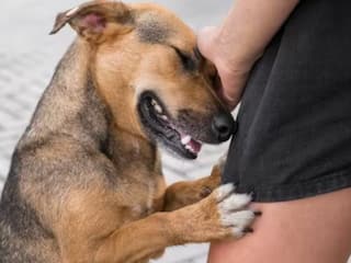 Rabies : रेबीजमुळे मृत्यू होऊ शकतो का? किती धोकादायक आहे हा आजार? जाणून घ्या लक्षणे!