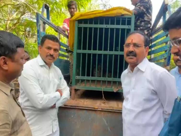 Tirumala Another Leopard Trapped In Tirumala 7th Mile TTD Chairman Comments Tirumala: తిరుమలలో ఆపరేషన్ చిరుత కొనసాగుతుందన్న భూమన- భక్తుల క్షేమమే తొలి ప్రాధాన్యతని వివరణ