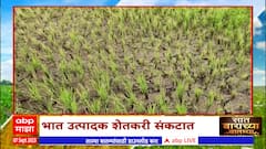 Saat Barachya Batmya 712:भात उत्पादक शेतकरी संकटात नुकसानीचे पंचनामे करण्याची शेतकऱ्यांची मागणी