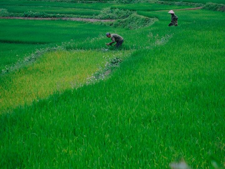 किसानों को आर्थिक रूप से मजबूत करने के लिए सरकार की तरफ से कई पहल की जा रही हैं. इसी क्रम में एकीकृत बागवानी विकास मिशन एक बेहद ही अहम मिशन बनकर सामने आया है. इसका मुख्य उद्देश्य बागवानी उत्पादन को बढ़ावा देना है. इस योजना के तहत कई प्रकार की बागवानी, जैसे कि फल, सब्जियां, फूल, और मसालों की खेती को समर्थन मिलता है. इस मिशन का उद्देश्य किसानों को आर्थिक रूप से सशक्त बनाना व खाद्य सुरक्षा को सुनिश्चित करना है.