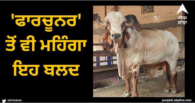 amreli bull worth 45 lakhs and his child calf price is 11 lakhs Viral News: 'ਫਾਰਚੂਨਰ' ਤੋਂ ਵੀ ਮਹਿੰਗਾ ਇਹ ਬਲਦ, ਇਸਦੀ ਸ਼ਾਨ ਵੀ ਕਿਸੇ ਰਾਜੇ ਤੋਂ ਘੱਟ ਨਹੀਂ!