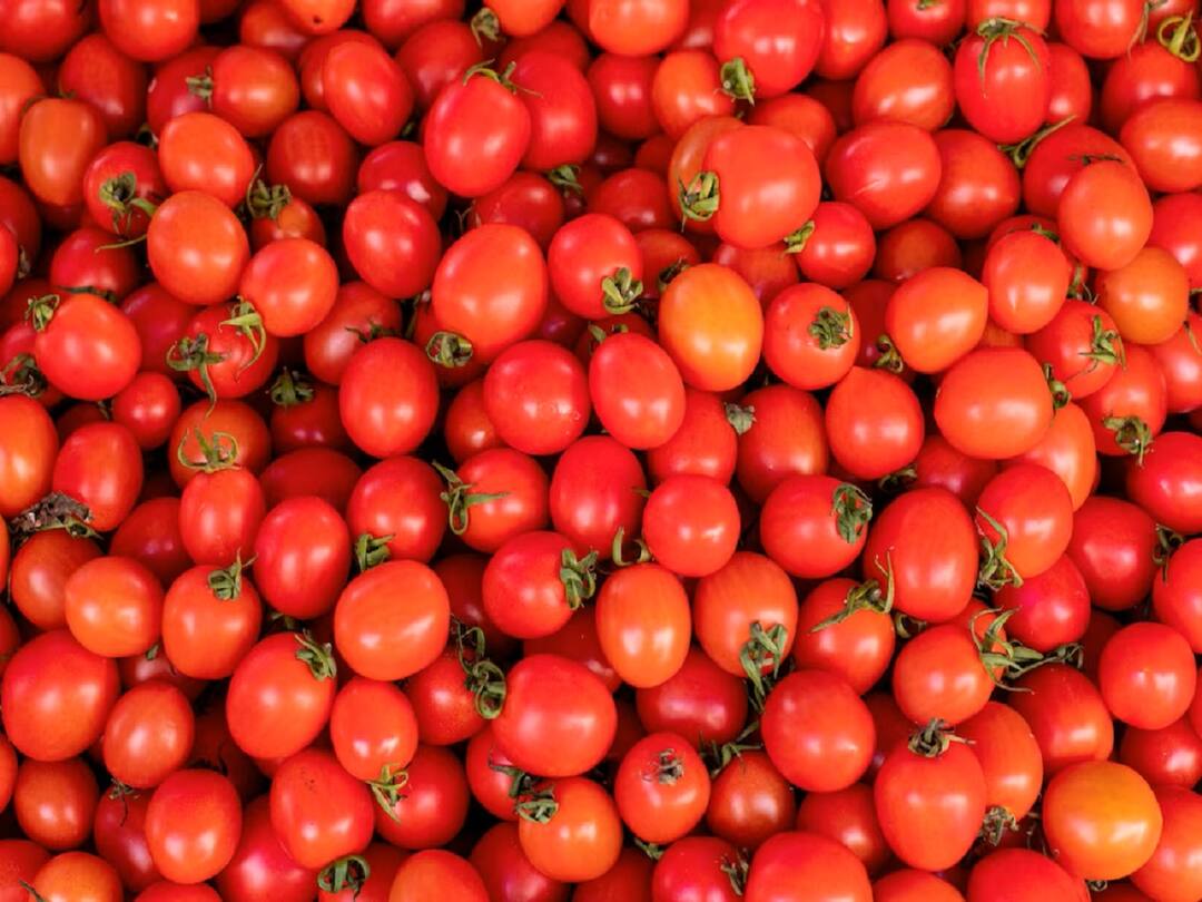 Tomato Price: భారీగా పడిపోతున్న టమాటా ధర, కిలో రూ.2 మాత్రమే Tomato Prices Expected To Fall More In Telugu States With Heavy Supplies Tomato Price: భారీగా పడిపోతున్న టమాటా ధర, కిలో రూ.2 మాత్రమే