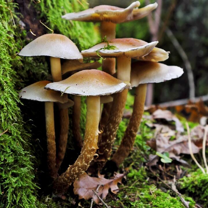 ਇਸ ਨਾਲ ਤੁਸੀਂ ਗਠੀਆ, ਲਿਊਪਸ, ਦਮਾ ਵਰਗੀਆਂ ਆਟੋਇਮਿਊਨ ਬਿਮਾਰੀਆਂ ਵਾਲੇ ਲੋਕਾਂ ਨੂੰ ਮਸ਼ਰੂਮ ਦੇ ਸੇਵਨ ਤੋਂ ਪਰਹੇਜ਼ ਕਰਨਾ ਚਾਹੀਦਾ ਹੈ।