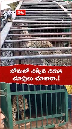 బోనులో చిక్కిన చిరుత చూశారా.!