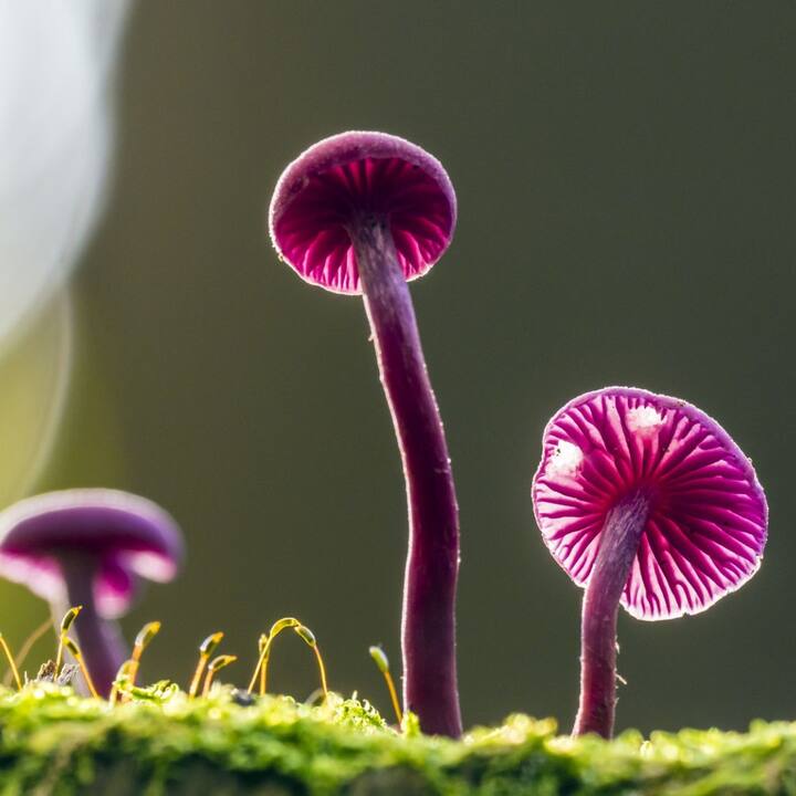 ਮਸ਼ਰੂਮ 'ਚ ਟ੍ਰਿਪਟਾਮਾਈਨਸ ਹੁੰਦੇ ਹਨ। ਇਨ੍ਹਾਂ ਵਿੱਚ ਅਜਿਹੇ ਰਸਾਇਣ ਹੁੰਦੇ ਹਨ ਜੋ ਐਮਫੇਟਾਮਾਈਨ (ਇਕ ਡਰੱਗ) ਵਾਂਗ ਕੰਮ ਕਰਦੇ ਹਨ ਅਤੇ ਭੁੱਖ ਵਧਾਉਂਦੇ ਹਨ।