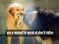 कुत्ते ही नहीं...इन जानवरों के काटने से भी होता है रेबीज, बिल्ली और गिलहरी भी लिस्ट में शामिल