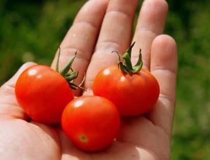 टोमॅटोच्या दरात (Tomato Price) मोठी घसरण झाली आहे. 200 रुपये किलोन विक्री होणारे टोमॅटो सध्या दोन रुपयांवर आले आहे.