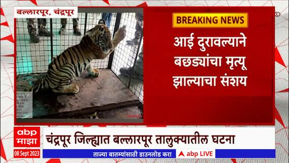 Chandrapur Death of calves: दोन बछड्यांचा संशयास्पद मृत्यू,आई दुरावल्यानं मृत्यू झाल्याचा अंदाज