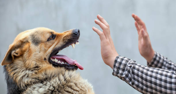 Dog bite shop treatment in marathi