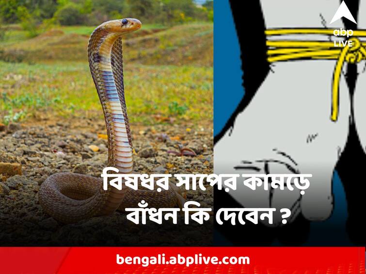 ABP Live Exclusive Venomous Snake Bite Exclusive will tie up the place or slitting help know in details Venomous Snake Bite : বিষধর সাপের কামড়ের পর বাঁধন কি দেবেন ? চিরে রক্ত বের করে দেওয়া কি উপকারী ?