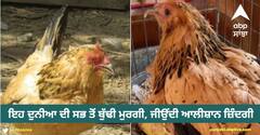Viral Video: ਇਹ ਦੁਨੀਆ ਦੀ ਸਭ ਤੋਂ ਬੁੱਢੀ ਮੁਰਗੀ, ਜੀਉਂਦੀ ਆਲੀਸ਼ਾਨ ਜ਼ਿੰਦਗੀ, ਇਸ ਤਰ੍ਹਾਂ ਮੰਗਦੀ ਆ ਰੋਜ਼ ਨਾਸ਼ਤਾ... ਸੁਣ ਕੇ ਹੋ ਜਾਵੋਗੇ ਹੈਰਾਨ!