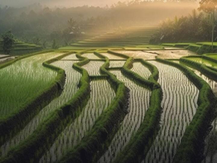 Rain is beneficial for the crops experts says Rice Cultivation बारिश से खिले किसानों के चेहरे, एक्सपर्ट्स बोले फसलों को निश्चित मिलेगा लाभ