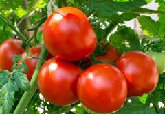 Tomato :  200 रुपये किलोनं विकणारं टोमॅटो दोन रुपयांवर