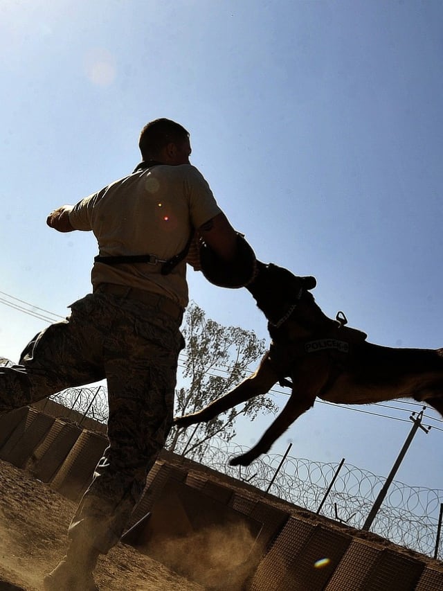 Rabies: ரேபிஸ் கண்டறியப்பட்டால் 100% மரணம்; தற்காத்துக் கொள்வது எப்படி? மருத்துவர் வழிகாட்டல்