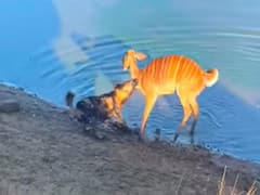 Buck Escapes From Jaws Of Wild Dog By Dragging It Into Water, Watch Nail-Biting Video