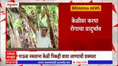 Nandurbar : नंदुरबार जिल्ह्यात केळीवर करपा रोगांचा प्रादुर्भाव वाढला
