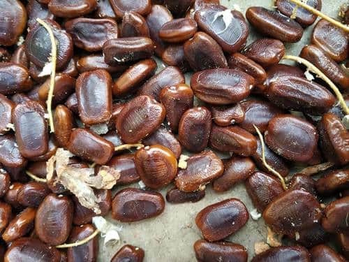 Tamarind seeds: Not only tamarind, its seeds i.e. Kuchuka are also full of properties, they work as medicine for this disease. Tamarind seeds: Not only tamarind, its seeds i.e. Kuchuka are also full of properties, they work as medicine for this disease.
