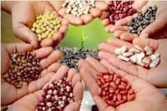 తెలంగాణలో విత్తనరంగం మరింత బలోపేతం-త్వరలో అందుబాటులోకి డేటాబేస్‌