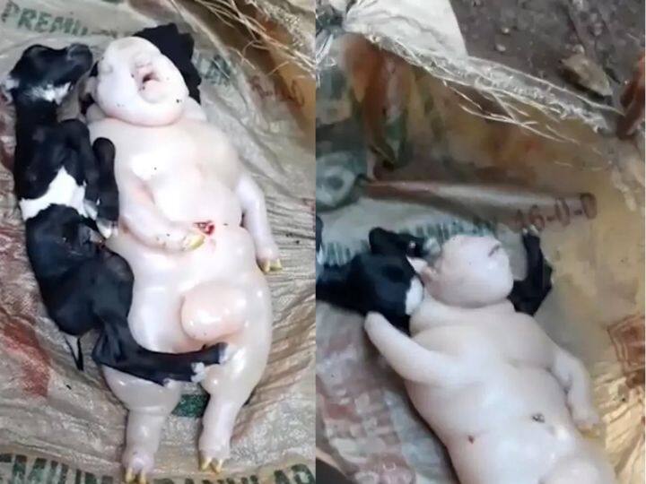 Philippines Goat Give Birth To Half Pig Half Human Photos Philippines News: आधा जानवर-आधा इंसान, फिलीपींस में पैदा हुआ अजीबोगरीब 'शैतान'!