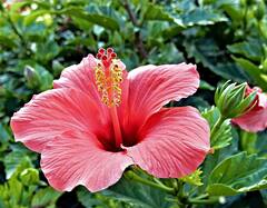 Hibiscus Hair Mask: முடி கொட்டும் பிரச்சினைக்கு தீர்வு வேண்டுமா..? செம்பருத்தி மாஸ்க் செய்வது எப்படி?