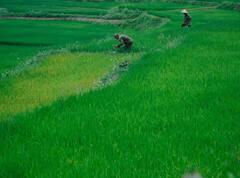 આ મિશન ખેડૂતોને આર્થિક રીતે બનાવશે મજબૂત, ફળથી લઈ ફૂલોની ખેતીમાં સરકારનો મળશે સાથ