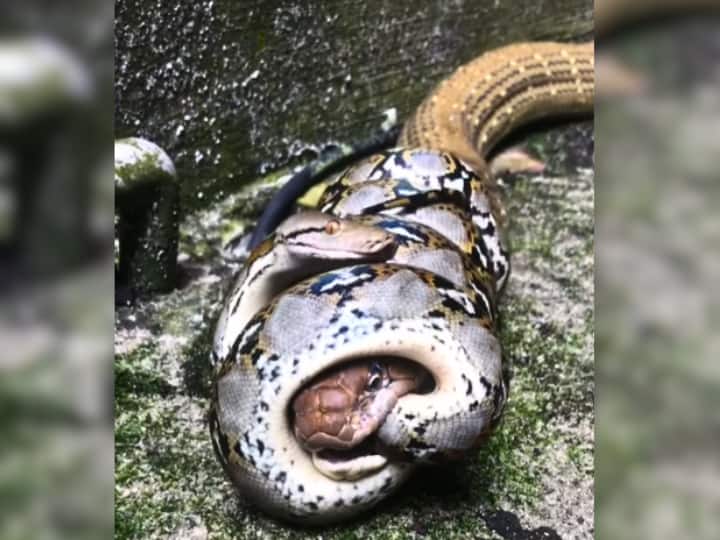 Fight Between Python And King Cobra Watch Viral Video एक दूसरे के खून के प्यासे हुए अजगर और किंग कोबरा, कभी नहीं देखी होगी सांपों की ऐसी लड़ाई- VIDEO