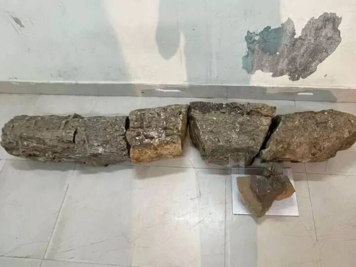Limestone found in Perambalur district handed over to museum TNN பெரம்பலூர் மாவட்டத்தில் கண்டெடுக்கபட்ட கல்மர படிமம் அருங்காட்சியகத்தில் ஒப்படைப்பு
