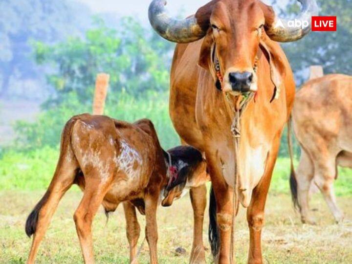 लेकिन आज के समय में कई लोग दूध का कारोबार करते हैं. ऐसे में लोग उससे कमाया हुआ धन अच्छे कार्यों में लगा दें.