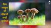 Most Expensive Mushroom: ਭਾਰਤ ਦੀ ਇਸ ਮਸ਼ਰੂਮ ਦੀ ਦੀਵਾਨੀ ਸਾਰੀ ਦੁਨੀਆ, ਇੱਕ ਕਿੱਲੋ ਦੀ ਕੀਮਤ 'ਚ ਆ ਜਾਂਦਾ ਕਈ ਮਹੀਨਿਆਂ ਦਾ ਰਾਸ਼ਨ