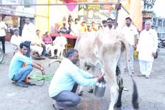 जरांगेंच्या उपोषणाला पाठिंबा, उस्मानाबादमध्ये शेतकऱ्याने थेट आंदोलनस्थळावर काढली गाईची धार