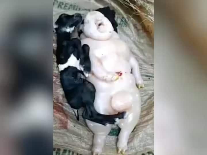 goat gives birth to half pig half human baby in Philippines Viral News: ਅੱਧਾ ਮਨੁੱਖ, ਅੱਧਾ ਸੂਰ! ਬੱਕਰੀ ਨੇ ਦਿੱਤਾ 'ਸ਼ੈਤਾਨ' ਵਰਗੇ ਬੱਚੇ ਨੂੰ ਜਨਮ, ਕੱਢ ਰਿਹਾ ਡਰਾਉਣੀਆਂ ਆਵਾਜ਼ਾਂ
