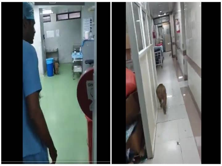 Delhi Monkey Enters Operation Theatre Of RML Hospital Video Of Staff Chasing It Away With Sticks Goes Viral Watch Video: மூளை அறுவை சிகிச்சை மையத்தின் உள்ளே புகுந்த குரங்கு.. டெல்லியின் 3வது மிகப்பெரிய மருத்துவமனையில் அவலம்..!